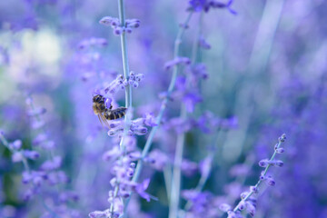 Bee on Lavender Flower, selective focus,