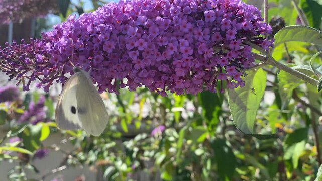A cabbage white butterfly feeding on a buddleia bush before flying off