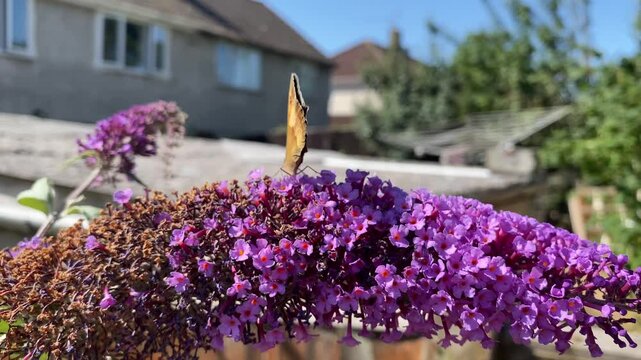 A small, brown  butterfly feeding on a buddleia bush before flying off