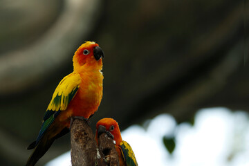 sun conure, also known as the sun parakeet, is a medium-sized, vibrantly colored parrot native to northeastern South America