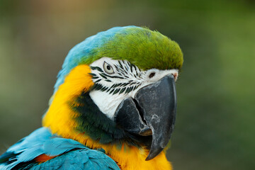 head shot of blue-and-yellow macaw, also known as the blue-and-gold macaw, is a large Neotropical parrot with a mostly blue dorsum, light yellow/orange venter