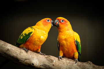 pair of sun conure, also known as the sun parakeet, is a medium-sized, vibrantly colored parrot native to northeastern South America
