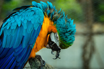 blue-and-yellow macaw known as the blue-and-gold macaw, is a large Neotropical parrot with a mostly blue dorsum, light yellow/orange venter, and gradient hues of green on top of its head