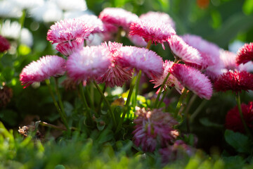 Beautiful Pink Bellis Perennis Flowers Flourishing in a Lush Garden Setting This Season © Marina Nazina