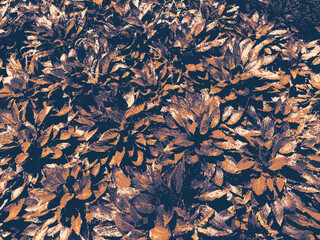 Dry plants texture pixel art