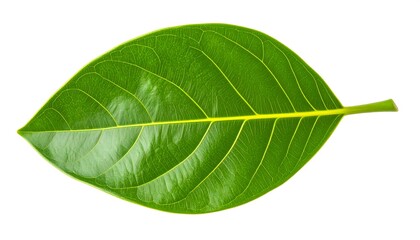 Obraz premium Close-up of a green leaf