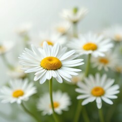 Fototapeta premium Delicate white daisy flowers with vibrant yellow centers form natural, minimalist composition. Pure beauty, fresh petals convey elegance, grace. Perfect for decor, interior design, conveying