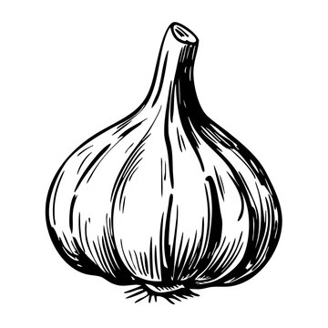 Vintage sketch of a garlic bulb with detailed illustration  