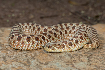 A cute female Western Hognose Snake (Heterodon nasicus), also called a Plains Hognose Snake, on a...