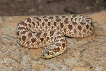 A cute female Western Hognose Snake (Heterodon nasicus), also called a Plains Hognose Snake, on a rock