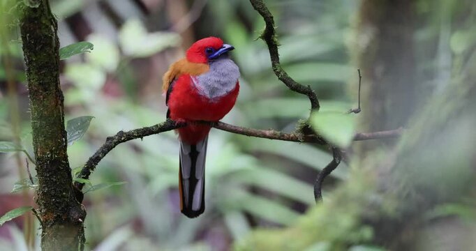 Nature wildlife of Whitehead's Trogon female bird endemic of Borneo