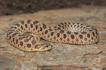 Fototapeta premium A cute female Western Hognose Snake (Heterodon nasicus), also called a Plains Hognose Snake, on a rock