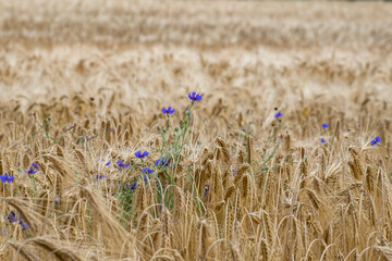 Getreidefeld mit Kornblumen