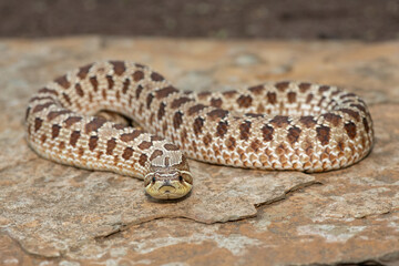 A cute female Western Hognose Snake (Heterodon nasicus), also called a Plains Hognose Snake, on a rock