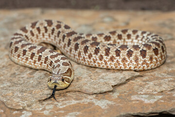 A cute female Western Hognose Snake (Heterodon nasicus), also called a Plains Hognose Snake, on a rock