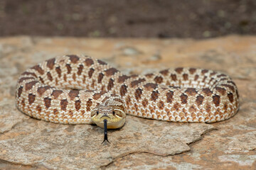 A cute female Western Hognose Snake (Heterodon nasicus), also called a Plains Hognose Snake, on a rock