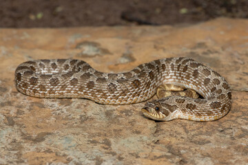 A cute male Western Hognose Snake (Heterodon nasicus), also called a Plains Hognose Snake, on a rock