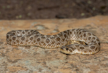 A cute male Western Hognose Snake (Heterodon nasicus), also called a Plains Hognose Snake, on a rock
