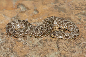 A cute male Western Hognose Snake (Heterodon nasicus), also called a Plains Hognose Snake, on a rock