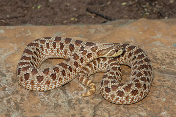 A cute female Western Hognose Snake (Heterodon nasicus), also called a Plains Hognose Snake, on a...