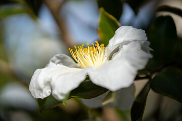 Close-up of white flowering plant
