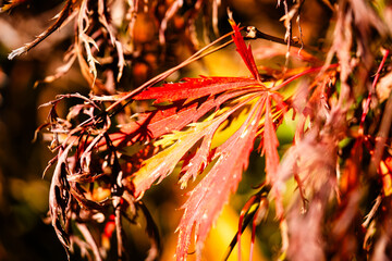 Close-up of red maple leaves on plant