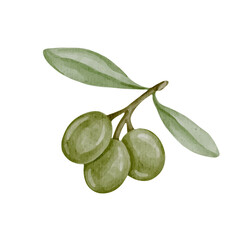 Colorful green olive branches with berries.Vector graphics.