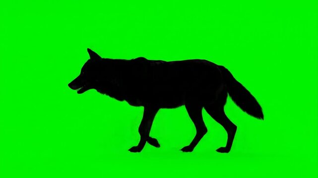 Silhouette of a black wolf walking against a bright green background