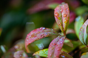 Close-up of wet leaves