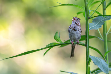 Song sparrow singing as it perches on a plant.