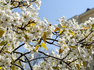 White Magnolia Blossoms under Clear Sky