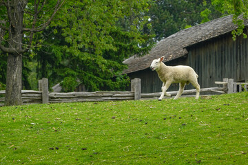 Obraz premium Bounding Lamb beside Weathered Fence