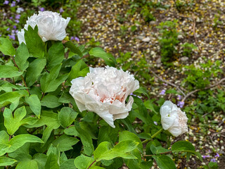 Dew-Kissed White Peonies at Dawn