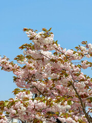 Blush Cherry Bloom against Cloudless Blue