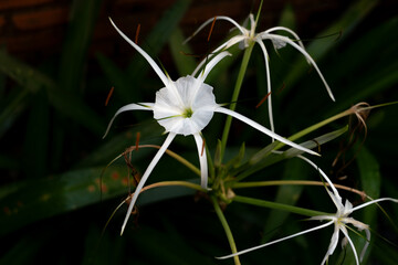 A delicate white spider lily blooms.

