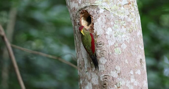 Two colorful woodpeckers perched on a weathered tree trunk, showcasing their vibrant plumage against the natural backdrop.