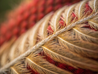 close up of dry grass. wheat, agriculture, nature, field, grain, plant, grass, macro, food, crop, harvest, corn, summer, texture, cereal, natural, rope, yellow, farm, brown, ear, straw, wood, dry, bre