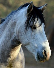 Portrait of a Wild Horse