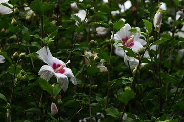 Rose of sharon (Hibiscus syriacus) flowers. Malvaceae deciduous shrub. A flower that blooms in...