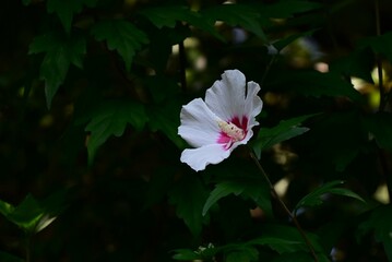 Rose of sharon (Hibiscus syriacus) flowers. Malvaceae deciduous shrub. A flower that blooms in...