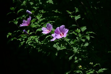 Rose of sharon (Hibiscus syriacus) flowers. Malvaceae deciduous shrub. A flower that blooms in...