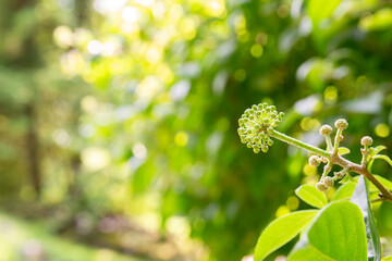  Close-up of Aralia californica Bud with Sunlight and Bokeh Background, copy space