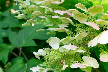 Close-up of blooming Hydrangea quercifolia with delicate soft pink-white flowers. Background, copy...