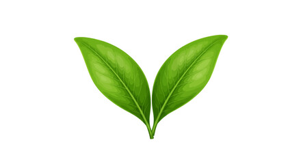 Fototapeta premium Green Leaf Logo Variations with Subtle Shadows