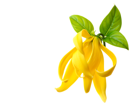 Beautiful yellow ylang ylang flower with green leaves isolated on transparent background - Powered by Adobe