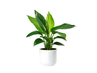 Healthy green plant in a white pot isolated on transparent background