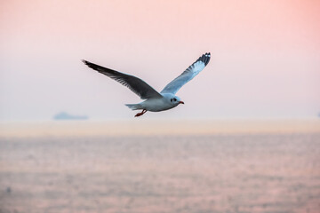 Seagull flying in the sunset sky