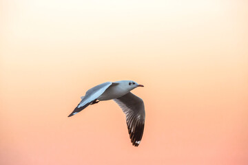 Seagull flying in the sunset sky