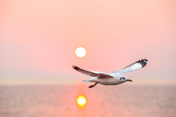 Seagull flying in the sunset sky