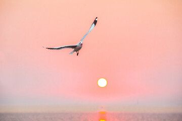 Seagull flying in the sunset sky